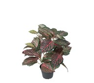 Fittonia 40 cm
