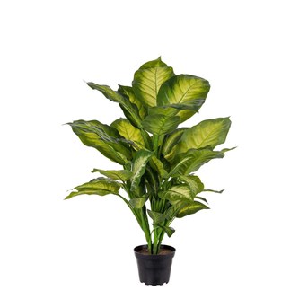 Konstväxt Prickblad tropic snow 55 cm