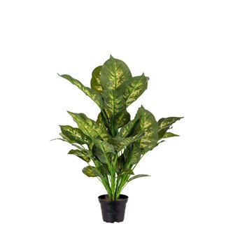 Konstväxt Prickblad exotica 55 cm