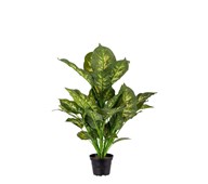 Konstväxt Prickblad exotica 55 cm