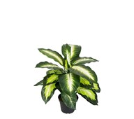 Konstväxt Prickblad 40 cm