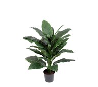 Konstväxt Spathifyllum 105 cm