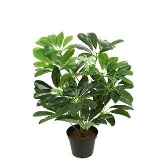 Konstväxt Schefflera compacta 40 cm