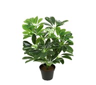 Konstväxt Schefflera compacta 40 cm