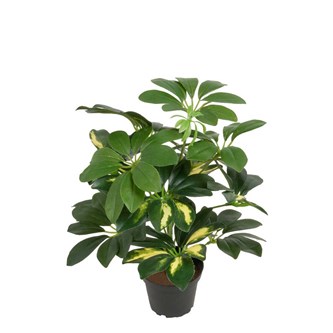 Konstväxt Schefflera 40 cm