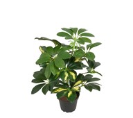 Konstväxt Schefflera 40 cm