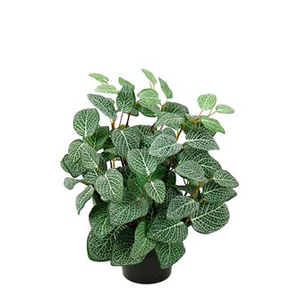 Konstväxt Fittonia 34 cm
