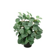 Konstväxt Fittonia 34 cm