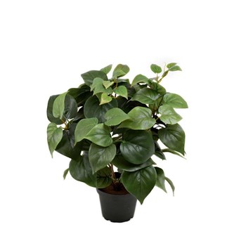 Philodendron 35 cm