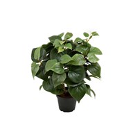 Philodendron 35 cm