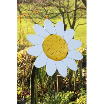 Blomtrumma prästkrage