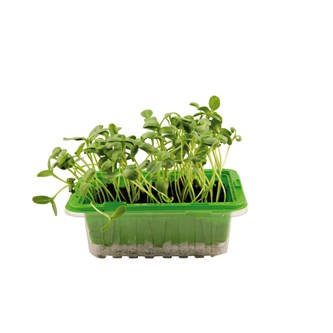 Micro sprouts frön MIX 1