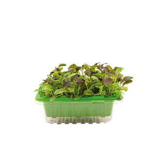 Micro sprouts frön MIX 1