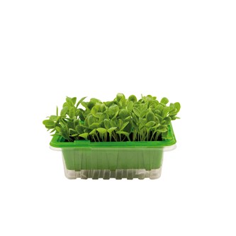 Micro sprouts frön MIX 2