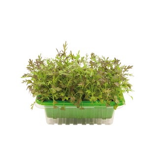 Micro sprouts frön MIX 2