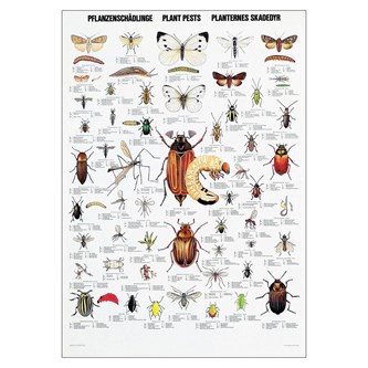Affisch insekter och skadedjur
