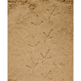 Undersök Fotspår från bondgården, 8-pack