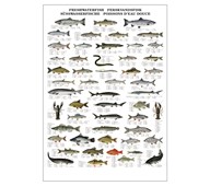 Affisch sötvattensfisk
