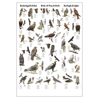Affisch rovfåglar och ugglor