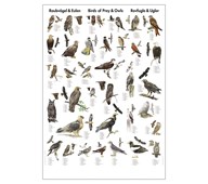 Set av affischer fåglar