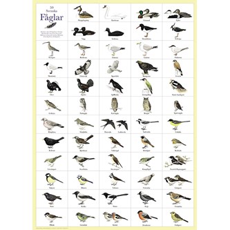 Affisch fåglar