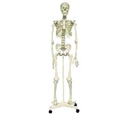Skelett 160 cm