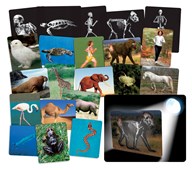 Röntgenbilder på djur