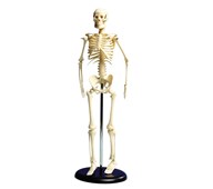 Skelett med ställ 46 cm