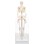 Skelett 84 cm