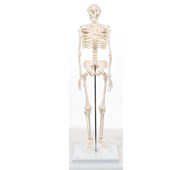 Skelett 84 cm