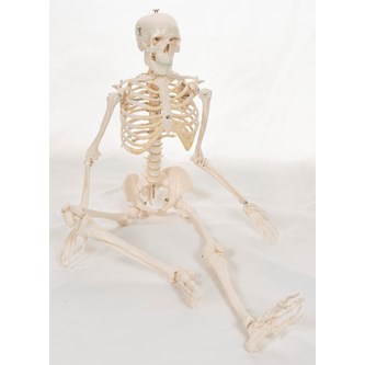 Skelett 84 cm