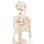 Skelett 84 cm