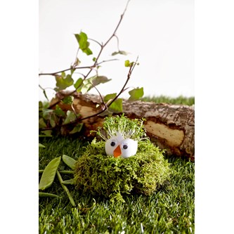 Kyckling med krassehår