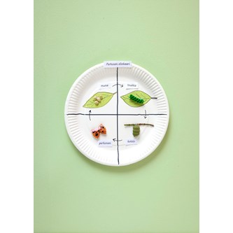 Fjärilens livscykel