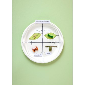 Fjärilens livscykel