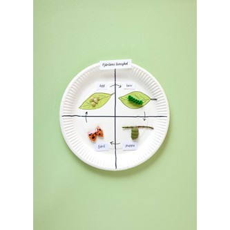 Fjärilens livscykel