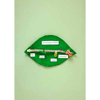 Fjärilens livscykel med pasta