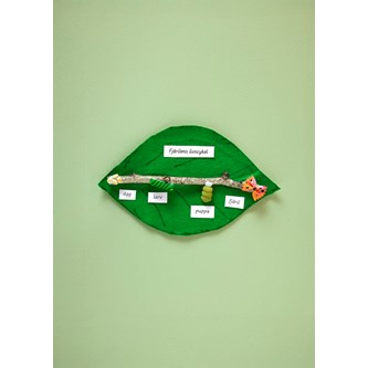 Fjärilens livscykel med pasta