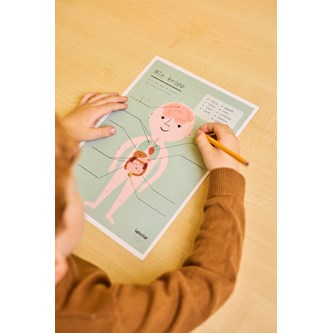 Min kropp: organ – gratis material