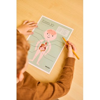 Min kropp: organ – gratis material