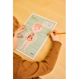 Min kropp: organ – gratis material