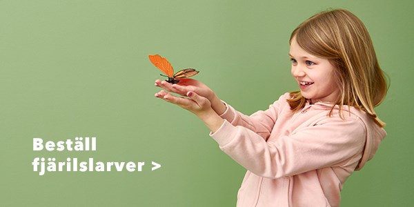 Köp och odla fjärilslarver i skolan och förskolan