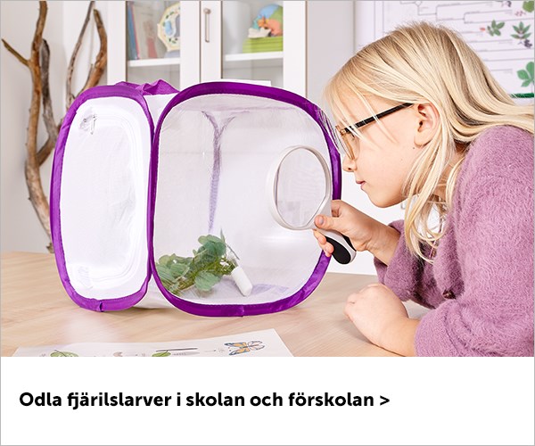 Odla fjärilslarver i skolan och förskolan