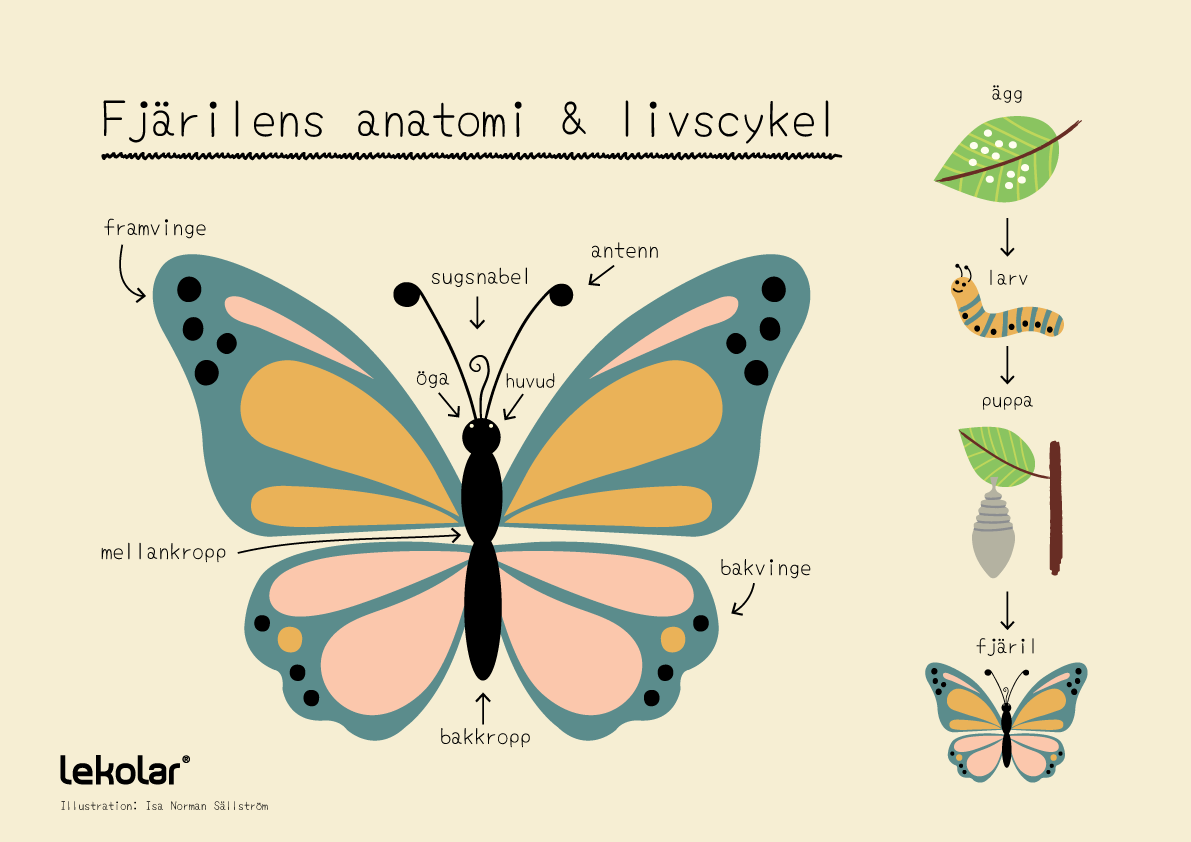 Gratis fj&auml;rilsposter att ladda ner